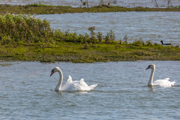 swans in the wild inside a nature reserve