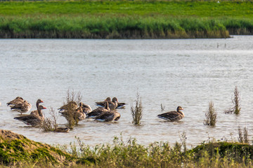 Family of ducks in nature reserve, washing, flying and swimming.