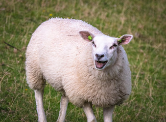 Sheep bleating towards other sheeps on a hill near a nature reserve