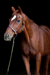 Naklejka premium Bridled Horse