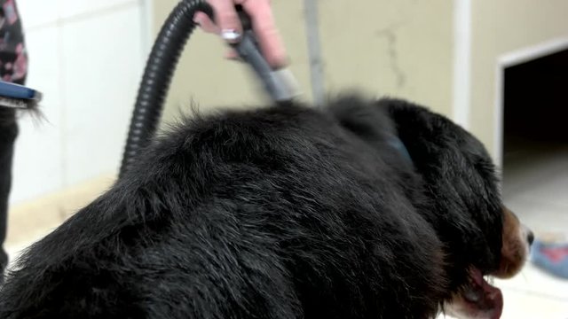 Bernese mountain dog grooming. Dog groomer using pet dryer.