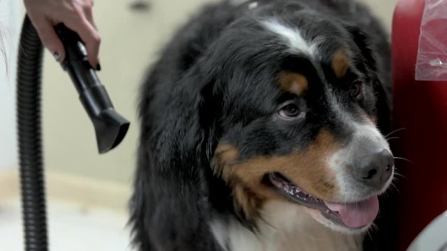 Cute bernese mountain dog, grooming. Hands, brush and pet dryer.