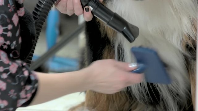 Female hands, pet dryer. Bernese mountain dog grooming, brush.