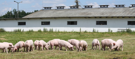 Little pigs piglets graze free on the farm summertime