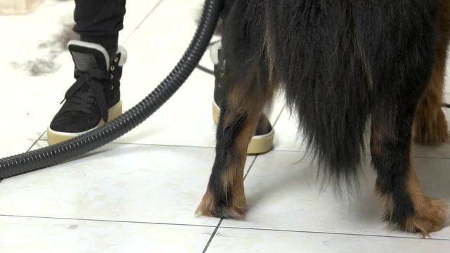 Hand brushing bernese mountain dog. Furry dog in grooming salon.