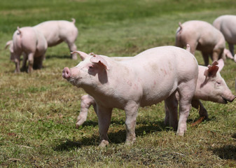 Domestic pigs on the meadow on animal farm