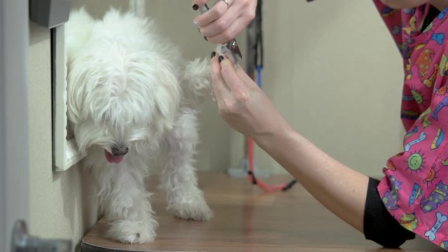Dog groomer working, nail clippers. White maltese in grooming salon.