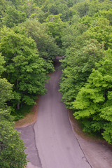 green trees around road 