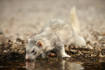 Silver ferret male on beach enjoying relaxation in summer day