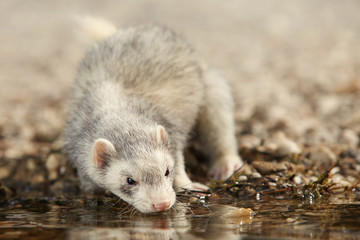 Silver ferret on beach enjoying relaxation in summer day