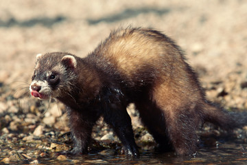 Sable ferret on beach enjoying relaxation in summer day