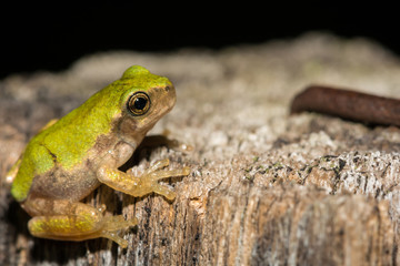 Gray Tree Frog Metamorph