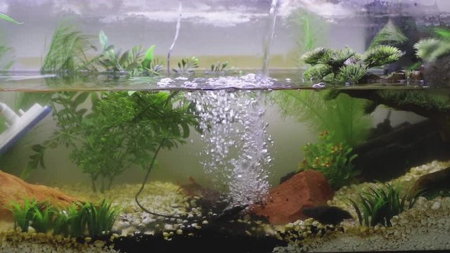 water being poured into fish tank during water change 