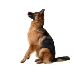 Young Fluffy German Shepherd Dog in exhibition standing against white background. Purebred dog in the rack.