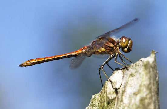 European dragonfly, vagrant darter (male), Sympetrum vulgatum, in Finland.