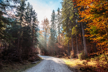 trekking path in an autumn day in the alps