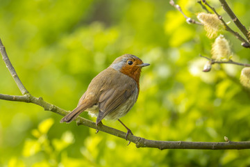 Obraz premium Robin in tree