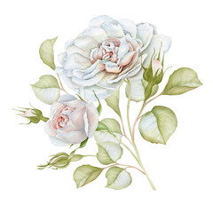 Hand drawn watercolor delicate white roses bouquet - 167617901