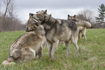 Trouble in the Wolf Pack