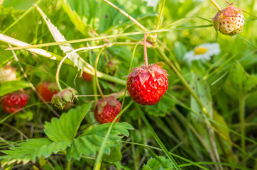 Bushes of ripe strawberries on a bed
