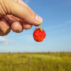 Forest strawberry in hand