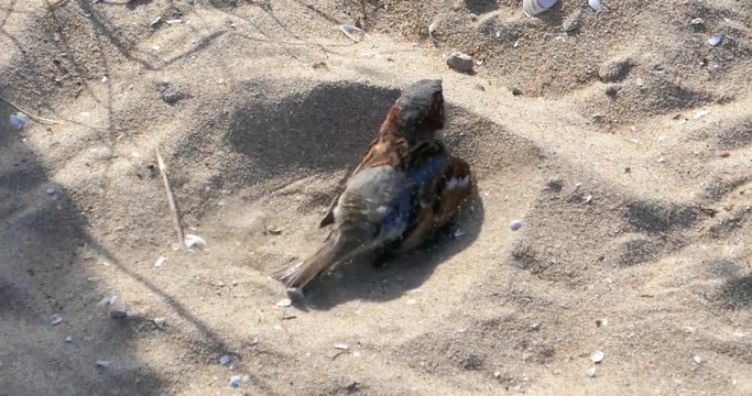 Bird cleaning himself in the sand in UHD 4K