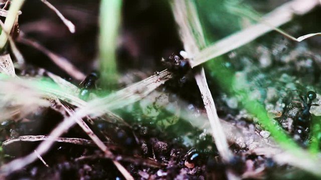 Schwarze Wegameise/ Lasius niger Arbeiterin 1