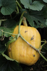 garden pumpkin