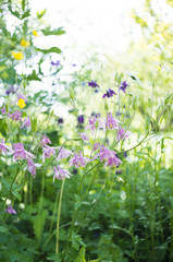 A photo of pink aquilegia flowers in a garden. Common names of aquilegia: granny's bonnet or columbine.