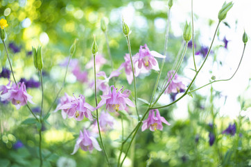 A photo of pink aquilegia flowers in a garden. Common names of aquilegia: granny's bonnet or columbine.