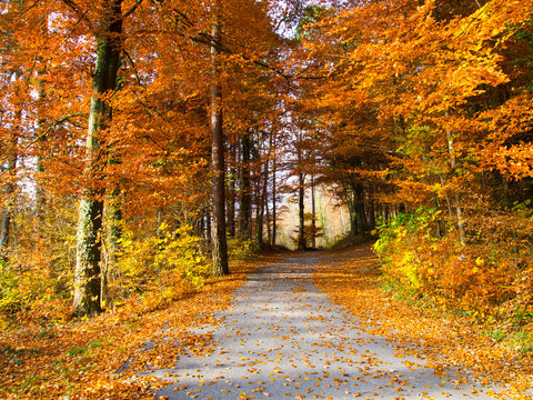 Fall Color, Jura Mountains, Switzerland