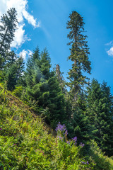 Spruce in Bakhmaro, one of the most beautiful mountain resorts of Georgia