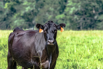 Obraz na płótnie Canvas Black Angus brood cow to the left