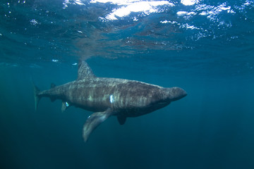 Fototapeta premium basking shark, cetorhinus maximus, Coll island, Scotland