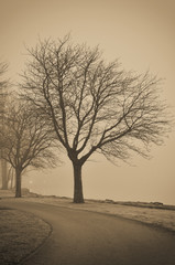 Trees in fog sepia