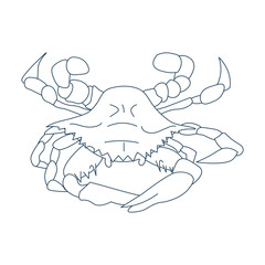 Line Art Styled Vector Illustration: Maryland crab, Atlantic blue crab, or the Chesapeake blue crab also called Callinectes sapidus.