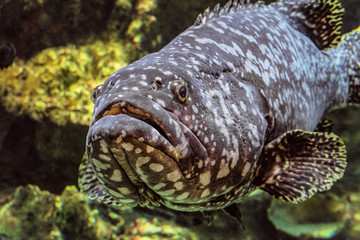 Underwater marine wildlife giant grouper fish face. Epinephelus itajara.