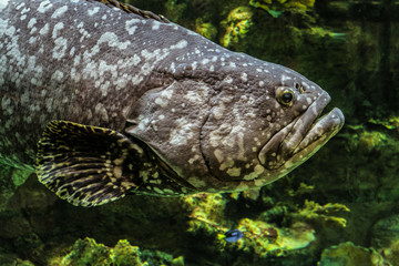 Fototapeta premium Giant grouper fish face.Underwater marine wildlife. Epinephelus itajara.