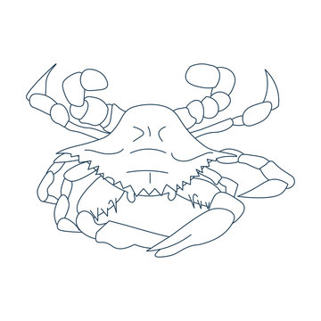 Line Art Styled Vector Illustration: Maryland crab, Atlantic blue crab, or the Chesapeake blue crab also called Callinectes sapidus.
