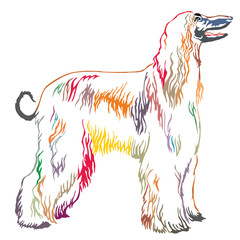 Colorful decorative standing portrait of Afghan greyhound vector illustration