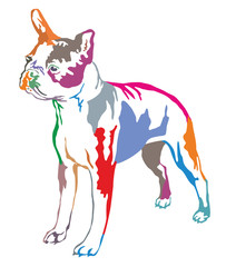 Colorful decorative standing portrait of boston terrier vector illustration