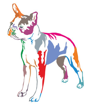 Colorful decorative standing portrait of boston terrier vector illustration