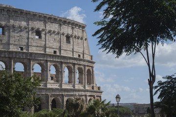 Obraz premium colosseo roma con albero , italia 