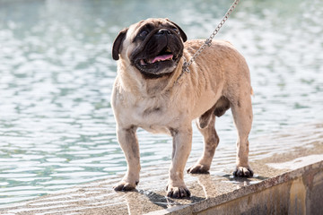 Obraz premium Wet dog against the background of water.