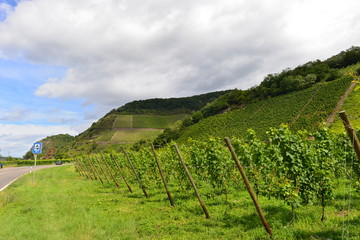 Fototapeta na wymiar Weinstöcke in Leutesdorf Landkreis Neuwied