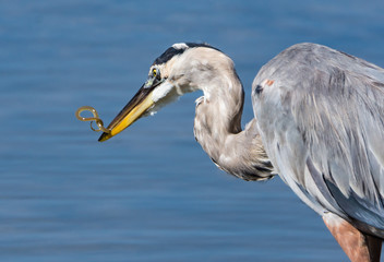 Great Blue Heron with Snake