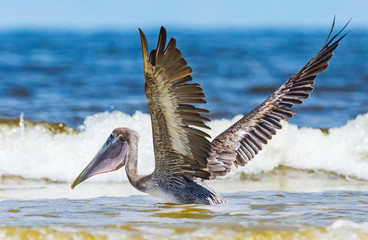 Pelican Flight