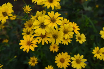 キクイモモドキのお花