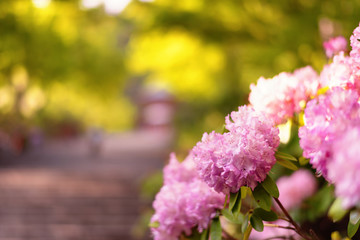 シャクナゲのお花