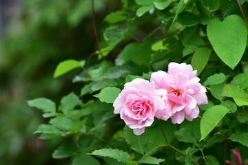 ピンクのつるバラ　フェリシア